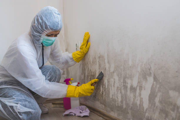 Best Crawl Space Mold Removal  in New Berlin, WI