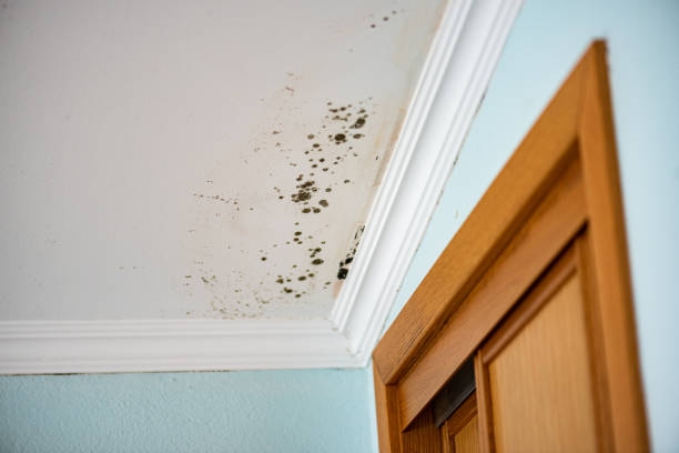 Best Toxic Mold Removal  in New Berlin, WI