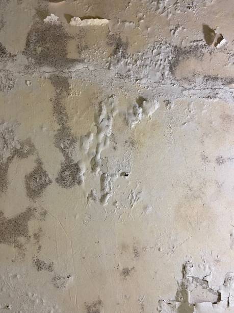 Best Commercial Mold Removal  in New Berlin, WI