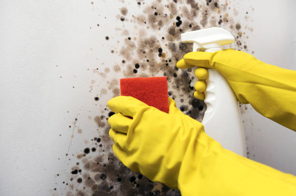 Best Professional Mold Removal  in New Berlin, WI