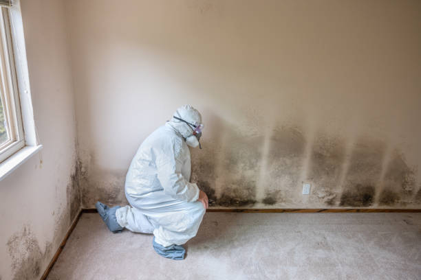 Mold Testing and Removal in New Berlin, WI
