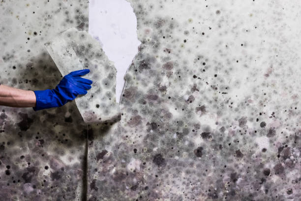Best Mold Removal Near Me  in New Berlin, WI