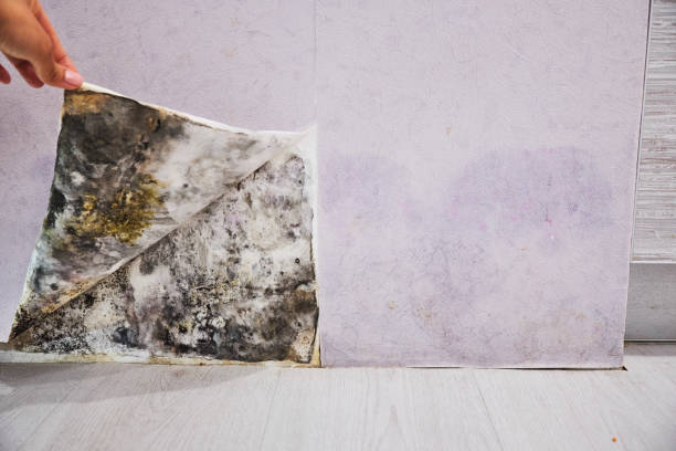Best Attic Mold Removal  in New Berlin, WI